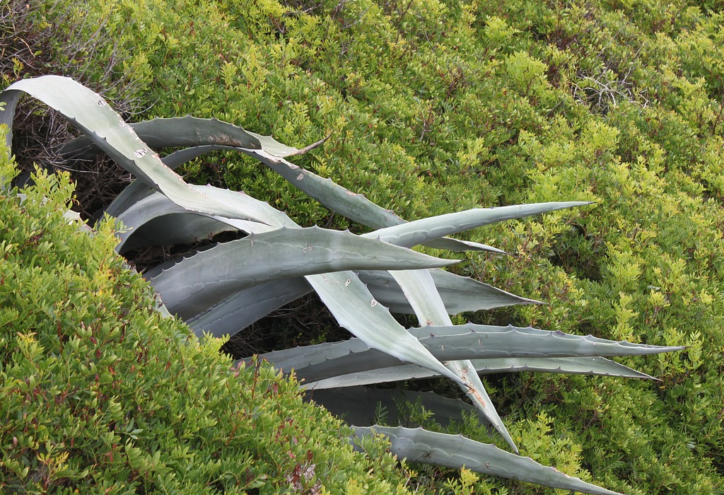 agave Sunny Via